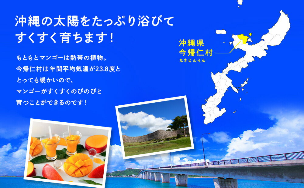 【ふるさと納税】 今帰仁マンゴーA級1kg〜2kg【先行予約】【2026年6月中旬～8月中旬頃発送】生産者直送 国産 沖縄 アップルマンゴー フルーツ 果物 サムネイル3