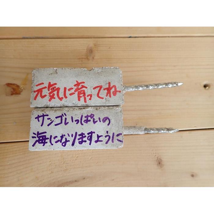 【ふるさと納税】チケット サンゴ植付け ｜ 代行サービス「2株 or 5株」【恩納村ラグーン】 | 券 チケット ダイビング 体験 アクティビティ リゾート ふるさと納税 万座 恩納村 沖縄人気 おすすめ 送料無料 サムネイル2