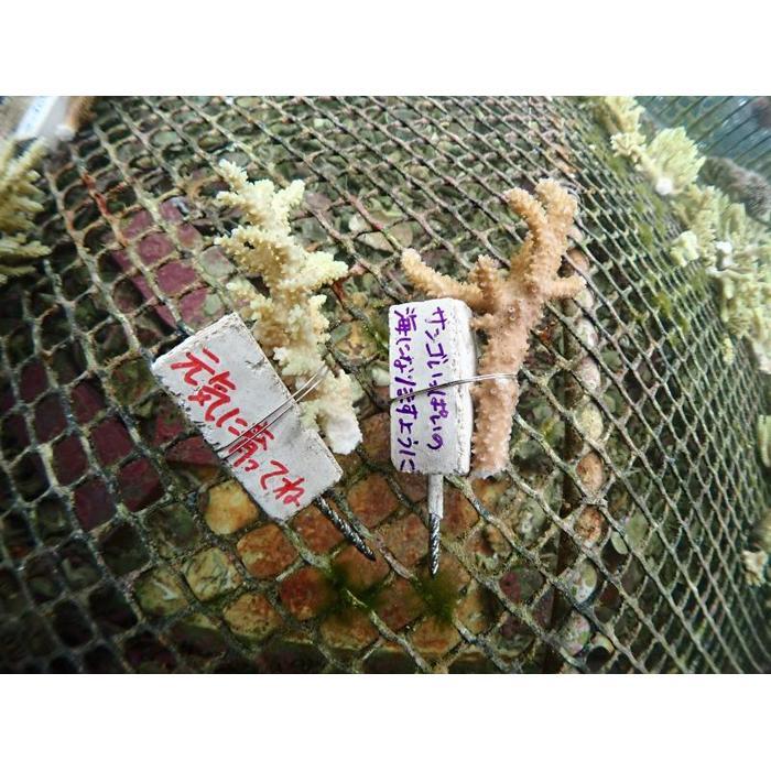 【ふるさと納税】チケット サンゴ植付け ｜ 代行サービス「2株 or 5株」【恩納村ラグーン】 | 券 チケット ダイビング 体験 アクティビティ リゾート ふるさと納税 万座 恩納村 沖縄人気 おすすめ 送料無料 サムネイル3