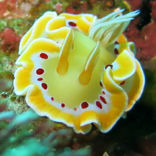 【ふるさと納税】【むるぬーし】美ら海ベストポイント・ファンダイビング（2ダイブ）＜2名様分＞ - 画像3