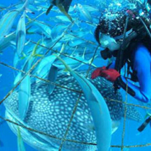 圧巻！ジンベエザメ体験ダイビング（4名様）