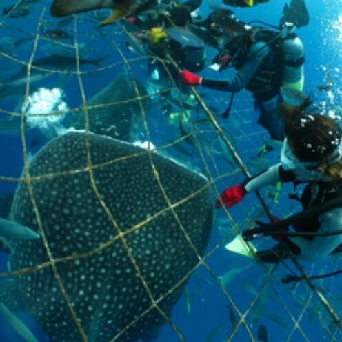 【ふるさと納税】圧巻！ジンベエザメ体験ダイビング（4名様） - 画像3