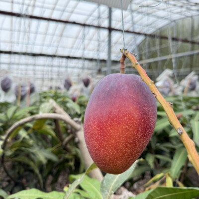 【ふるさと納税】【2026年6月下旬から順次発送】マルトウマンゴーのプレミアム アップルマンゴー2kg【配送不可地域：離島】【1670285】 サムネイル3