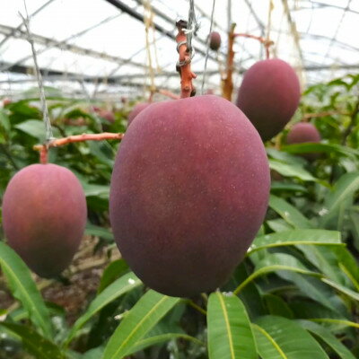 【ふるさと納税】【2026年6月から順次発送・白箱】美ら島マンゴー農園の完熟中城美らマンゴー優品1kg(2～3玉)【配送不可地域：離島】【1672801】 サムネイル2