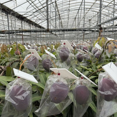 【ふるさと納税】【2026年6月から順次発送・白箱】美ら島マンゴー農園の完熟中城美らマンゴー優品1kg(2～3玉)【配送不可地域：離島】【1672801】 サムネイル3