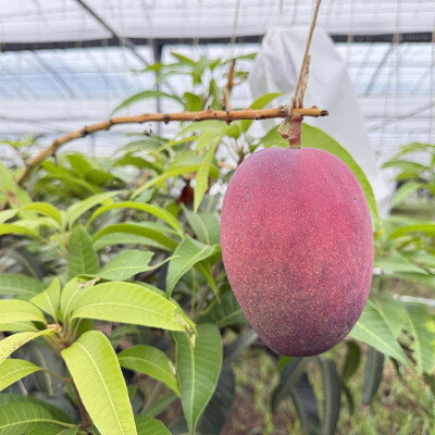 【ふるさと納税】【2026年7月から順次発送・白箱】中城果樹園の完熟アップルマンゴー 訳あり2.0kg(4～6玉)【配送不可地域：離島】【1673145】 サムネイル3