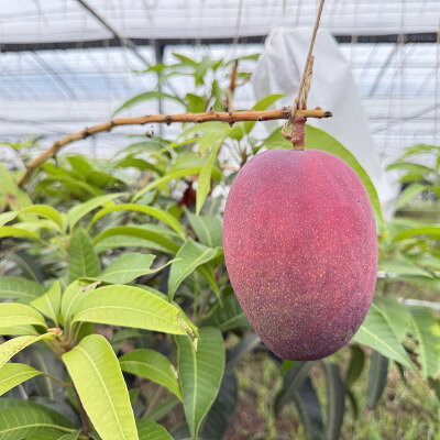 【ふるさと納税】【2026年7月から順次発送・化粧箱】中城果樹園の完熟マンゴー 優品1.0kg(2～3玉)【配送不可地域：離島】【1673160】 サムネイル3