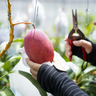 【ふるさと納税】【2026年6月下旬から順次発送・家庭用】護佐丸マンゴー1.5kg(3～5玉)【配送不可地域：離島】【1676051】 サムネイル2