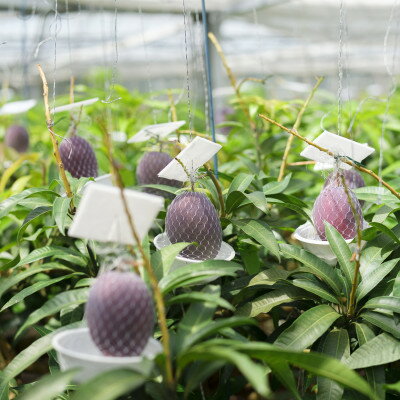 【ふるさと納税】【2026年6月下旬から順次発送・訳あり】護佐丸マンゴー2.0kg(3～6玉)【配送不可地域：離島】【1681755】 サムネイル3