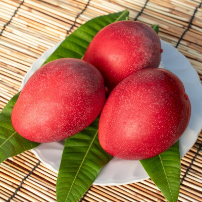 【ふるさと納税】【2026年6月から順次発送・化粧箱】JAおきなわが厳選したアップルマンゴー1kg(2～3玉)【配送不可地域：離島】【1681767】 サムネイル2