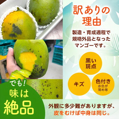 【ふるさと納税】【2026年8月から順次発送・訳あり】JAおきなわ厳選した幻のキーツマンゴー2kg(2～3玉)【配送不可地域：離島】【1681780】 サムネイル3