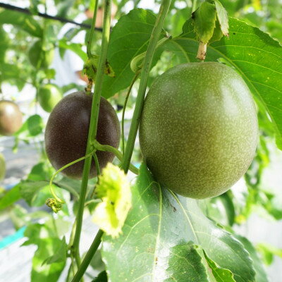 【ふるさと納税】【2026年5月から順次発送・贈答用】JAおきなわが厳選したパッションフルーツ1kg(8～10玉)【1681790】 サムネイル2