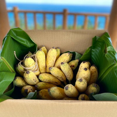 【ふるさと納税】西原町の栽培期間中農薬不使用のナムワバナナ3kg【1616143】 サムネイル3