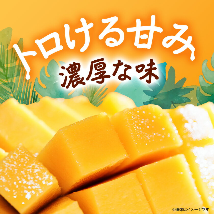 【ふるさと納税】【2026年8月から順次発送・訳あり】JAおきなわ厳選!沖縄県産キーツマンゴー2kg(2～3玉)_ マンゴー フルーツ 果物 くだもの キーツマンゴー 人気 おすすめ 送料無料 訳あり 傷 規格外 完熟 沖縄県 常温 【配送不可地域：離島】【1494452】 サムネイル2