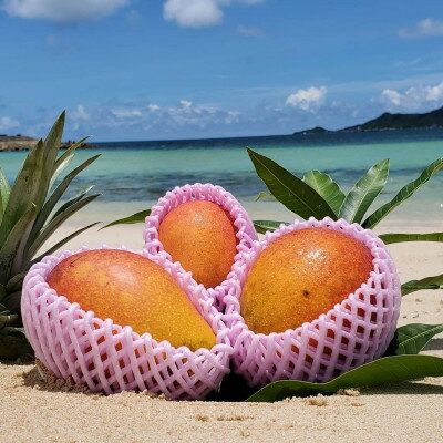 【ふるさと納税】【2026年6月から順次発送】田場農園の栽培期間中農薬不使用マンゴー1kg(2～3玉)【配送不可地域：離島】【1406103】 サムネイル2