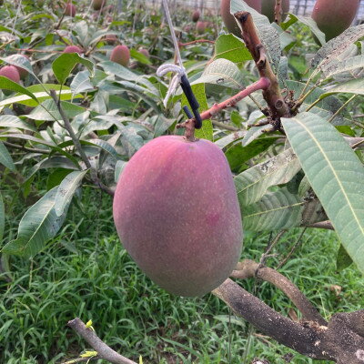 【ふるさと納税】【2026年6月から順次発送】田場農園の栽培期間中農薬不使用マンゴー1kg(2～3玉)【配送不可地域：離島】【1406103】 サムネイル3
