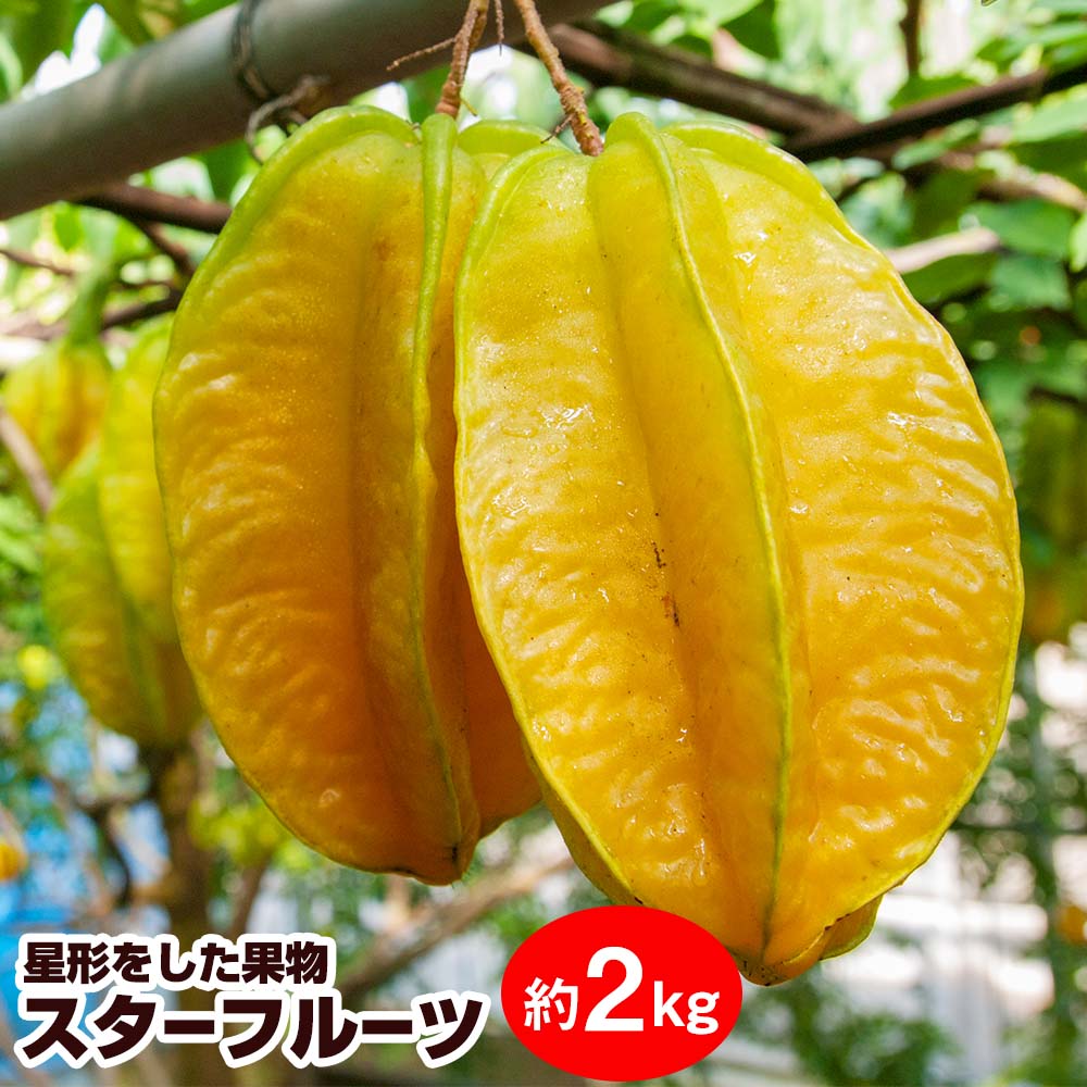 【2026年1月から順次発送】星形をした果物　スターフルーツ　約2kg