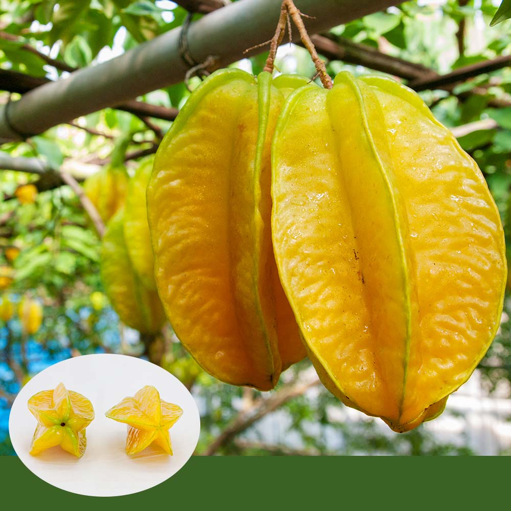 【ふるさと納税】【2026年1月から順次発送】星形をした果物　スターフルーツ　約2kg サムネイル2