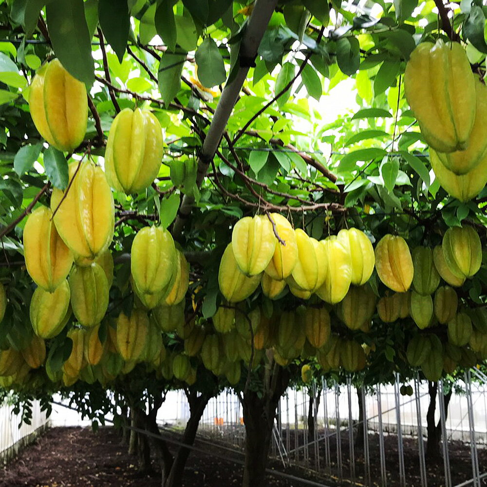 【ふるさと納税】【2026年1月から順次発送】丹精込めて育てた果物　スターフルーツ　2kg サムネイル3