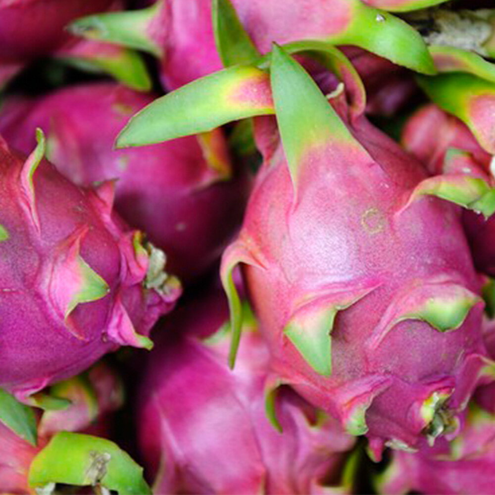 【ふるさと納税】【2025年発送】南風原町くがに市場　ドラゴンフルーツ2kg サムネイル2