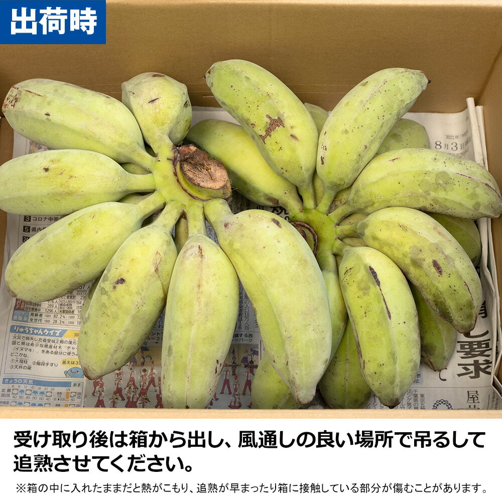 【ふるさと納税】【希少】沖縄本島産 南風原町農友会の「アップルバナナ」　3kg サムネイル3