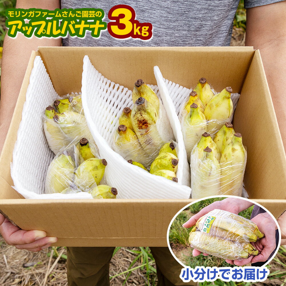 【小分け】モリンガファームさんご園芸のアップルバナナ3kg