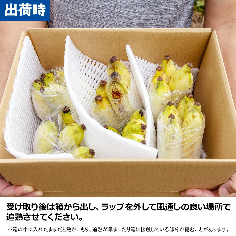 【ふるさと納税】【小分け】モリンガファームさんご園芸のアップルバナナ3kg サムネイル3