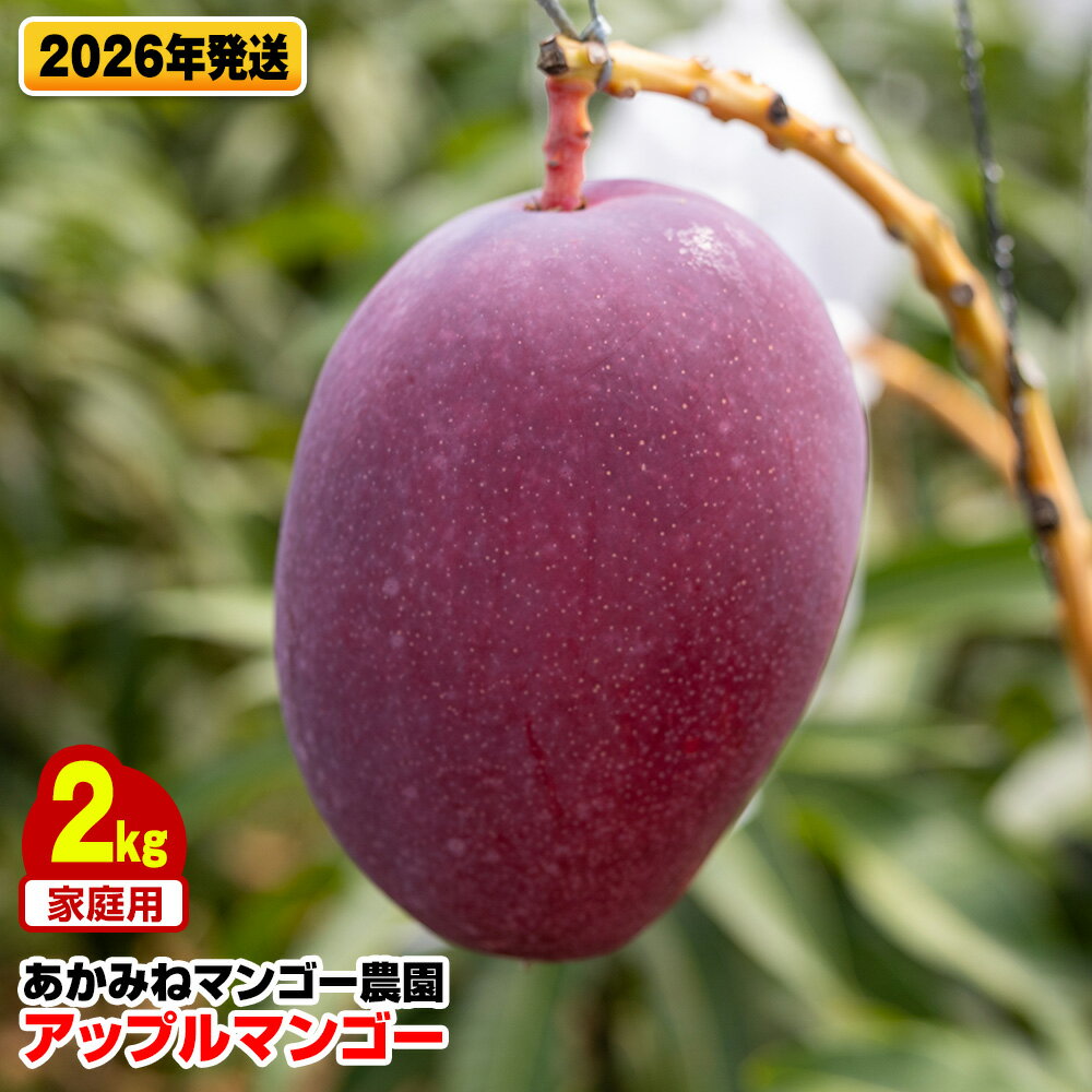 【2026年発送】あかみねマンゴー農園　家庭用アップルマンゴー2kg