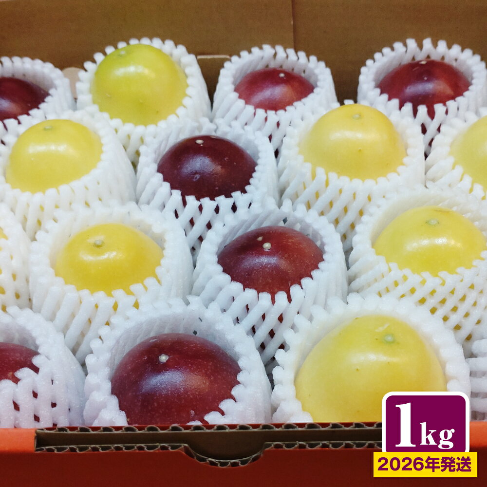 【2026年発送】沖縄からの贈り物　美らパッションの宝石箱1kg