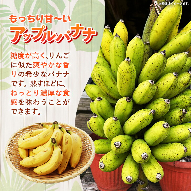 【ふるさと納税】国産 希少種！南国フーズのアップルバナナ 約5kg - バナナ ばなな 小ぶり 沖縄県 産地直送 果物 フルーツ 南国 朝食 おすすめ 沖縄県 八重瀬町 サムネイル2