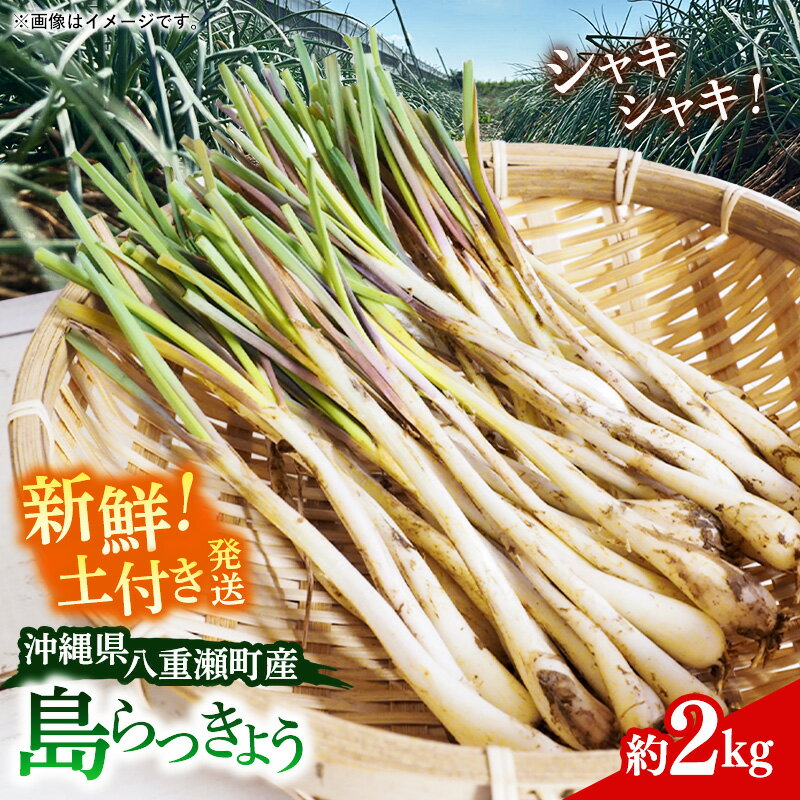 新地農園 沖縄県産 島らっきょう 約2kg - 生らっきょう 国産 塩漬け 浅漬け 甘酢漬け 漬物 天ぷら チャンプルー 土付き おすすめ 送料無料 八重瀬町