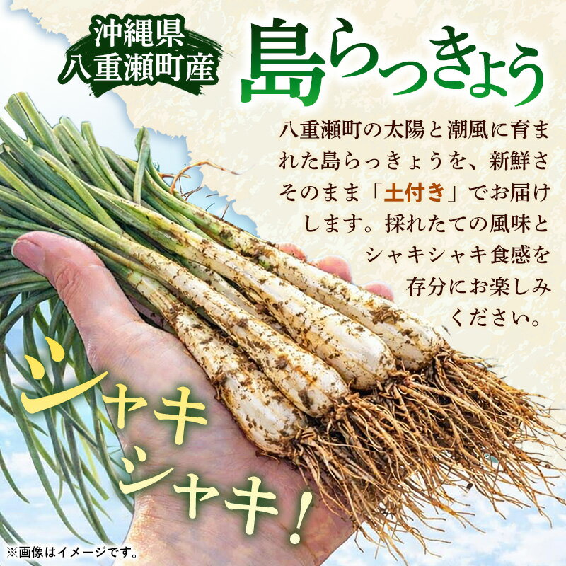 【ふるさと納税】新地農園 沖縄県産 島らっきょう 約2kg - 生らっきょう 国産 塩漬け 浅漬け 甘酢漬け 漬物 天ぷら チャンプルー 土付き おすすめ 送料無料 八重瀬町 - 画像2