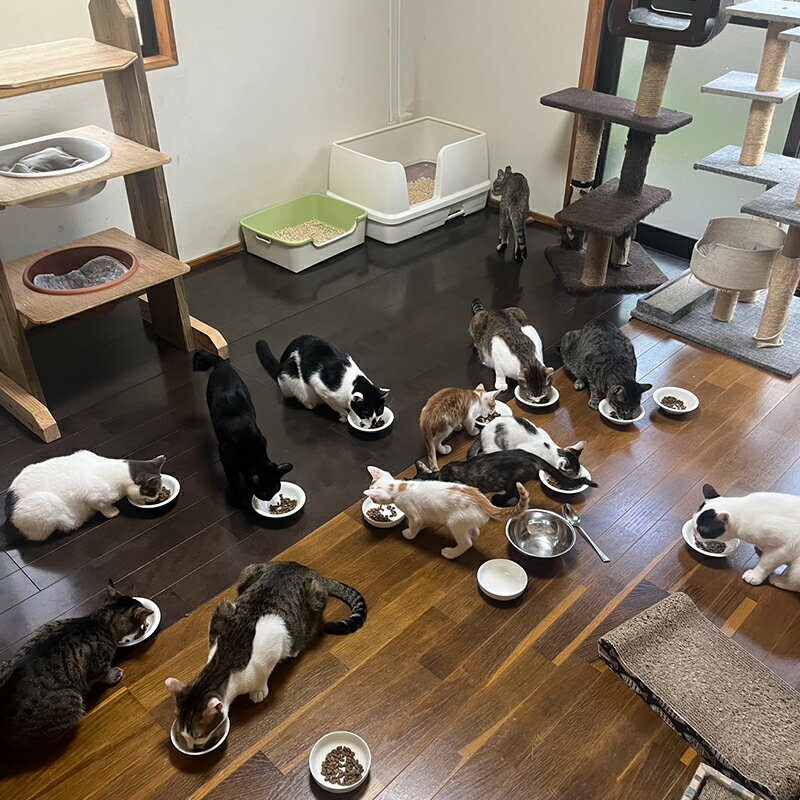 【ふるさと納税】【南の島の動物愛護活動】保護猫活動等をサポート（1万円）- ねこ ネコ 地域猫 保護活動 支援 応援 さくらねこ 動物愛護 保護 里親 寄附のみ 沖縄県 八重瀬町 サムネイル3