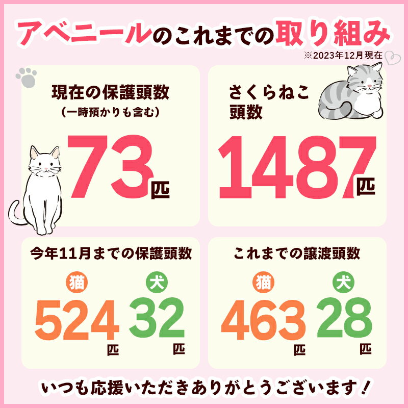 【ふるさと納税】【南の島の動物愛護活動】保護猫活動等をサポート（1万円）- ねこ ネコ 地域猫 保護活動 支援 応援 さくらねこ 動物愛護 保護 里親 寄附のみ 沖縄県 八重瀬町 サムネイル2