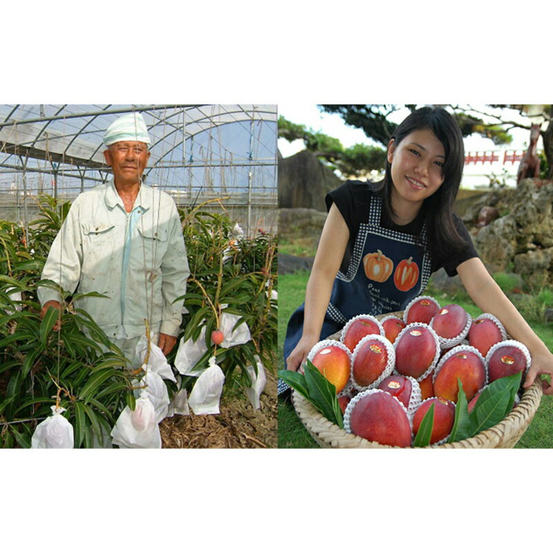 【ふるさと納税】【先行受付】【2026年発送】ミナミマンゴーハウスの赤金煌(レッドキンコウ）マンゴー約1kg - 先行予約 沖縄県産 産地直送 南国フルーツ 旬の味覚 希少種 希少栽培 オススメ 沖縄県 八重瀬町 サムネイル3