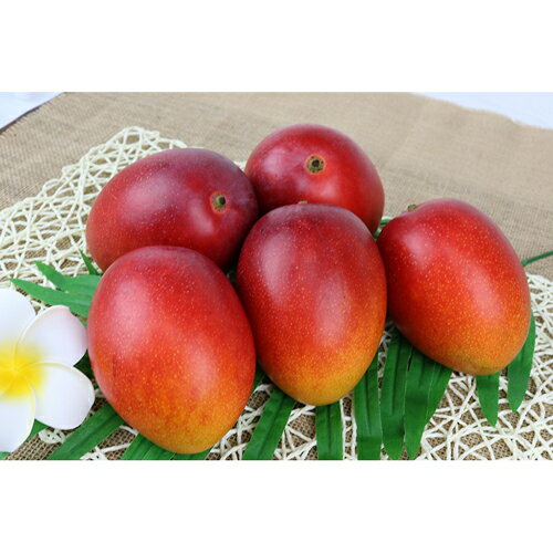 【ふるさと納税】【先行受付】【2026年発送】渡口ファームの家庭用マンゴー約2kg - 先行予約 沖縄県産 産地直送 南国フルーツ 旬の味覚 季節の果物 ご自宅用 沖縄マンゴー 沖縄県 八重瀬町 サムネイル3