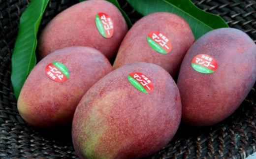 【ふるさと納税】【先行受付】【2026年発送】しらかわファームの家庭用アップルマンゴー約2kg - 先行予約 沖縄県産 産地直送 南国フルーツ 旬の味覚 季節の果物 ご自宅用 家庭用 沖縄県 八重瀬町 サムネイル3