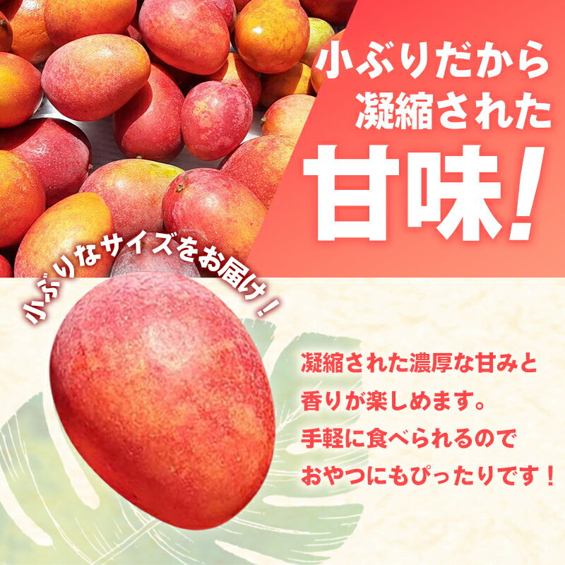 【ふるさと納税】【先行受付】【2026年発送】ミナミマンゴーハウスのアップル ミニマンゴー約1kg【家庭用】- 先行予約 沖縄県産 産地直送 南国フルーツ 旬の味覚 アップルマンゴー ご自宅用 オススメ 沖縄県 八重瀬町 サムネイル2