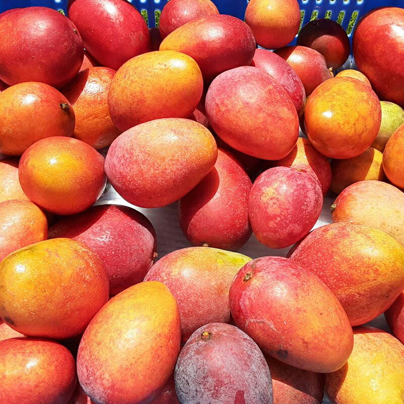 【ふるさと納税】【先行受付】【2026年発送】ミナミマンゴーハウスのアップル ミニマンゴー約1kg【家庭用】- 先行予約 沖縄県産 産地直送 南国フルーツ 旬の味覚 アップルマンゴー ご自宅用 オススメ 沖縄県 八重瀬町 サムネイル3