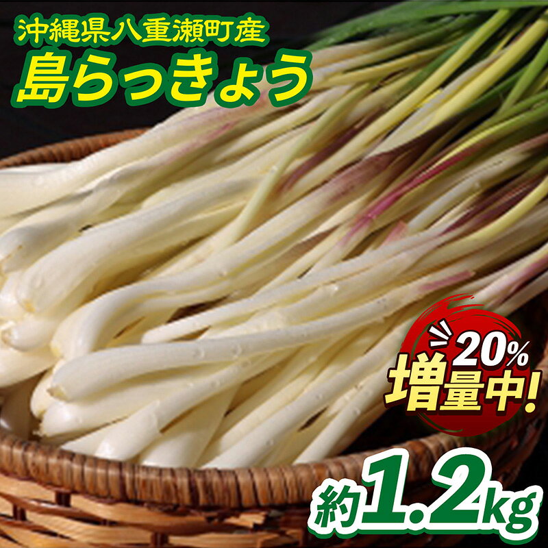 【先行受付】【2026年発送】沖縄県八重瀬町産 島らっきょう約1.2kg - 国産 生らっきょう 甘酢漬け 漬物 天ぷら チャンプルー 有機栽培 おすすめ 送料無料