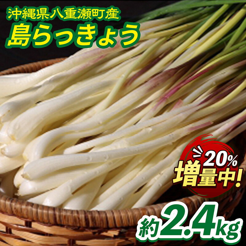 【先行受付】【2026年発送】沖縄県八重瀬町産 島らっきょう約2.4kg - 国産 生らっきょう 甘酢漬け 漬物 天ぷら チャンプルー 有機栽培 おすすめ 送料無料