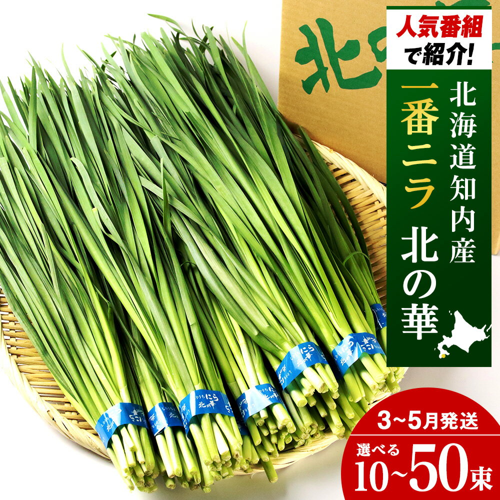 【2026年発送予約】知内産 1番ニラ!!「北の華」選べる10束〜50束【JA新はこだて】ニラ 野菜 にら 北海道産 北の華 知内町 ふるさと納税