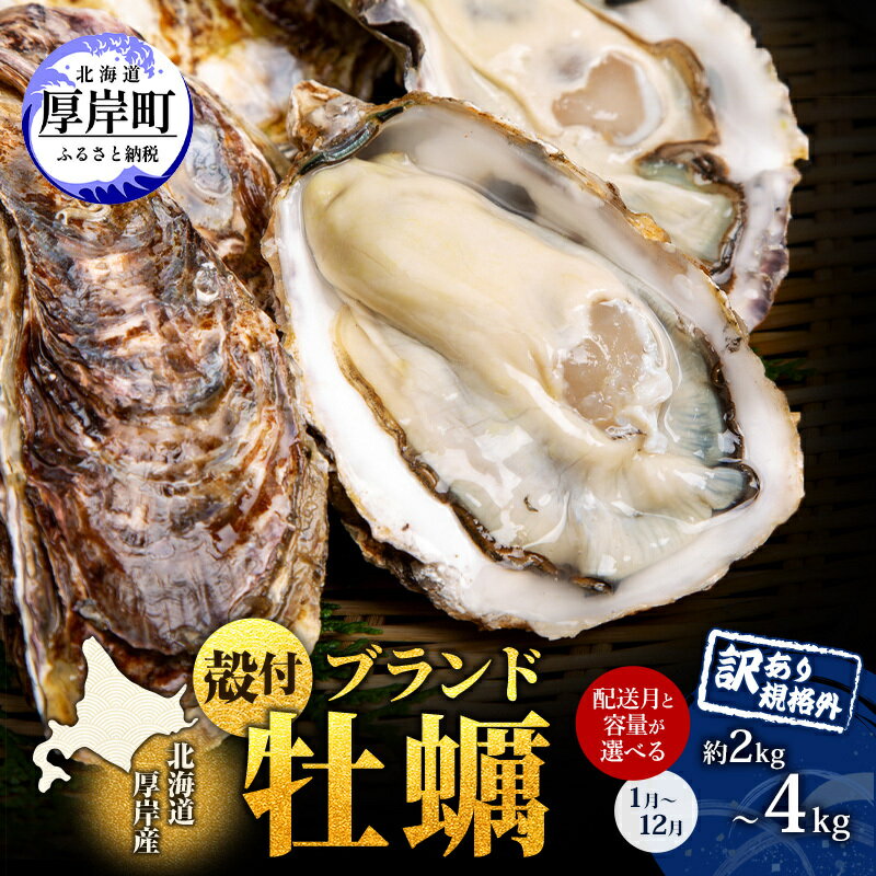 【ふるさと納税】お届け月が選べる 訳あり 牡蠣 北海道厚岸産 殻付カキ 約4kg (25から50個) カキナイフ付 生食 生牡蠣 貝付き牡蠣 貝 海鮮 魚介類 殻付き牡蠣 マルえもん お届け:ご希望のお届け月をお選びください。※お届け月の変更はできません。