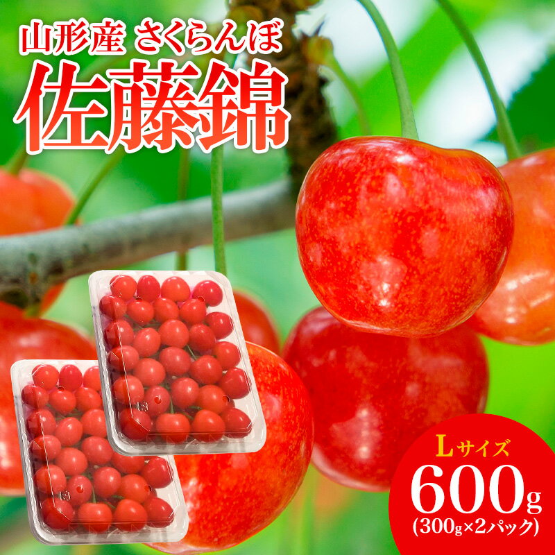 山形産 さくらんぼ 佐藤錦 L 600g(300g×2パック入) 【令和8年産先行予約】FS25-506 くだもの 果物 フルーツ 山形 山形県 山形市 お取り寄せ 2026年産