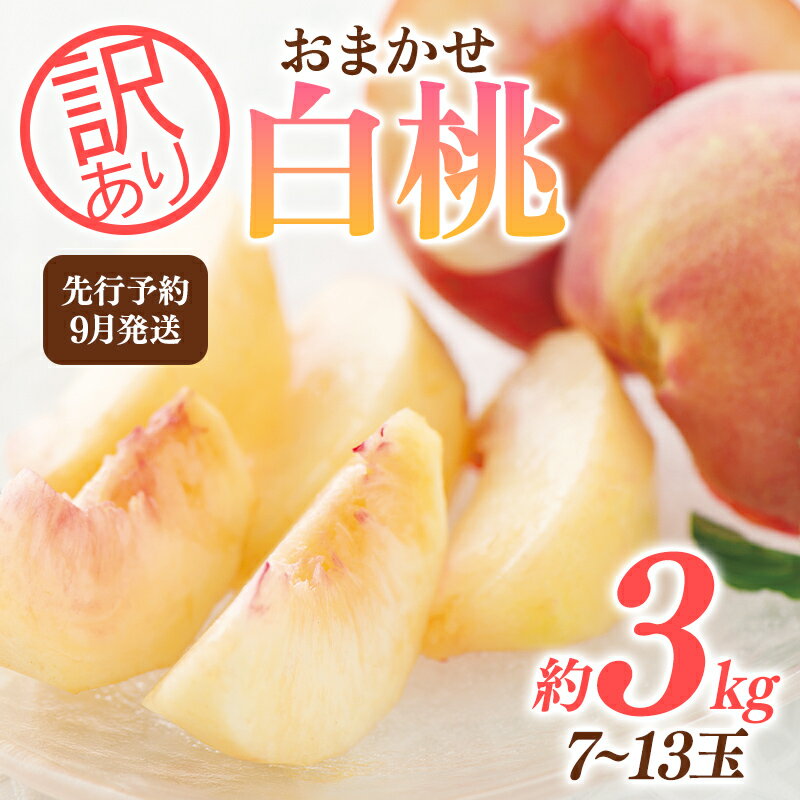 ≪2026年先行予約≫ ご家庭用 9月発送 山形県産 品種おまかせ 白桃 約3kg(7~13玉) 2026年9月上旬から順次発送 硬い はくとう 桃 もも モモ 果物 くだもの 夏果実 フルーツ 訳あり 農業者支援 家庭用 自宅用 産地直送 山形県 西川町 月山 FYN9-732