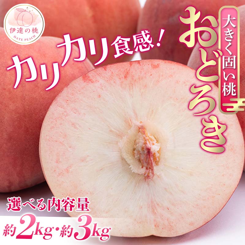 \選べる容量/【2026年出荷分先行予約】福島県産 おどろき 約2kg 約3kg 農業生産法人種まきうさぎ株式会社 固め 固い桃 伊達の桃 桃 フルーツ 果物 もも モモ momo F20C-496var