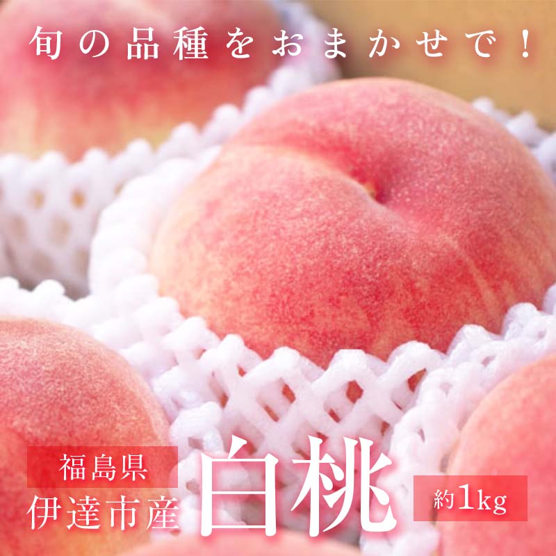 【2026年出荷分先行予約】福島県産 どれが届くかお楽しみ白桃 約1kg (3~6玉) 農業生産法人種まきうさぎ株式会社 旬の桃 伊達市産 伊達の桃 フルーツ 果物 もも モモ momo F20C-946