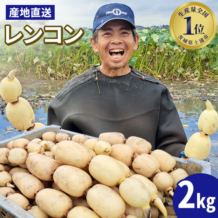 【先行予約】レンコン 2kg【新れんこん】 ◇ | 収穫仕立て 産地直送 れんこん 蓮根 蓮 甘み シャキシャキ 茨城県 土浦市産 ※離島への配送不可 ※2025年9月上旬頃より順次発送予定