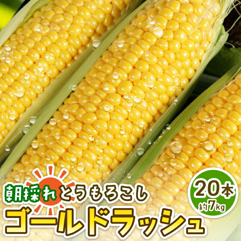 スイートコーン とうもろこし ゴールドラッシュ トウモロコシ 20本 約7kg 銚子産 コーン 野菜 夏野菜 国産 産地直送 先行予約 大容量 人気 季節限定 BBQ キャンプ 冷蔵 9000円 とうきび なんばん 千葉県 銚子市 勘兵衛【令和8年7月中旬~8月上旬発送予定】