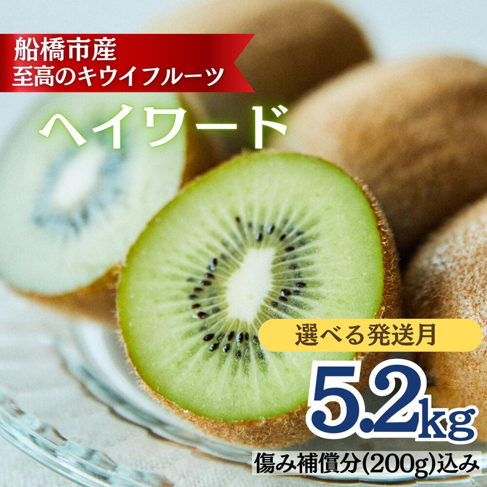 キウイ キウイフルーツ ヘイワード 5.2kg 未追熟 国産 船橋産 果物 フルーツ 選べる発送月11月 12月 1月 2月 季節限定 期間限定 まるり【傷み補償分込】